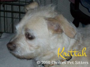 Pet Gallery - Krittah