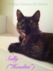 Pet Gallery - Sally