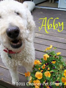 Pet Gallery - Abby H