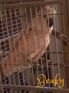 Pet Gallery - Beaky