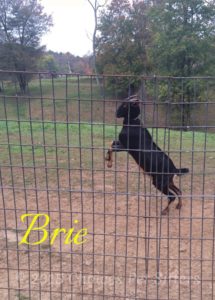 Pet Gallery - Brie