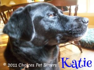 Pet Gallery - Katie