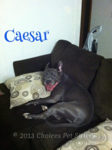 Pet Gallery - Caesar