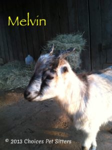 Pet Gallery - Melvin