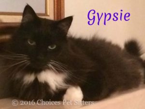 Pet Gallery - Gypsie