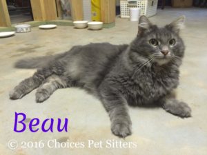 Pet Gallery - Beau