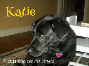 Pet Gallery - Katie