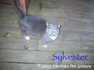 Pet Gallery - Sylvester