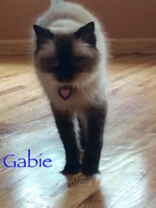 Pet Gallery - Gabie
