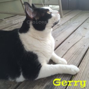 Pet Gallery - Gerry