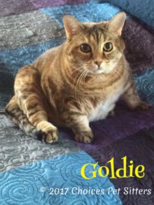 Pet Gallery - Goldie