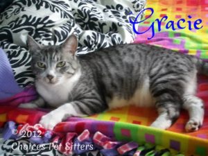 Pet Gallery - Gracie
