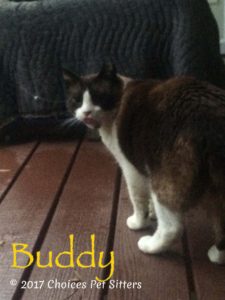 Pet Gallery - Buddy (Feline 2)
