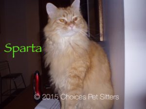 Pet Gallery - Sparta