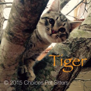 Pet Gallery - Tiger