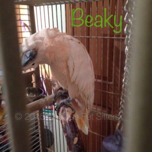 Beaky