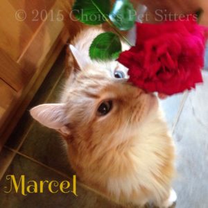 Marcel - Flower