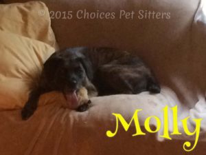 Pet Gallery - Molly