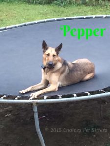 Pet Gallery - Pepper