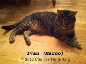 Pet Gallery - Ivan (Marco)