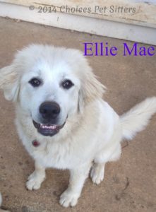 Pet Gallery - Ellie Mae