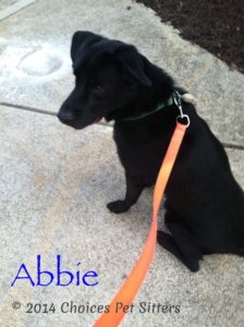 Pet Gallery - Abbie