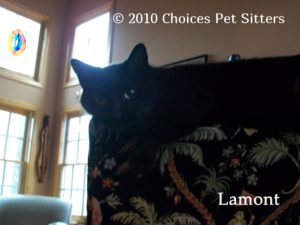 Pet Gallery - Lamont
