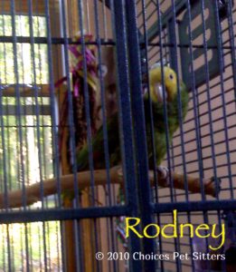 Pet Gallery - Rodney