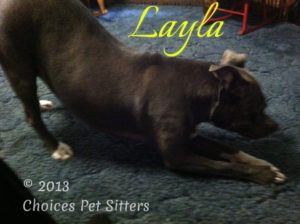 Pet Gallery - Layla