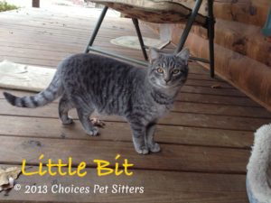 Pet Gallery - Little Bit