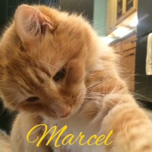 Pet Gallery - Marcel