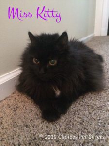 Pet Gallery - Miss Kitty