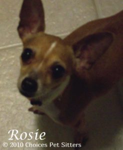 Rosie - Dog