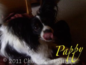 Pet Gallery - Pappy
