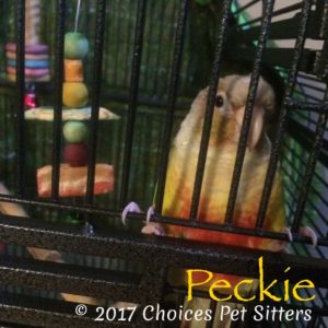 Pet Gallery - Peckie
