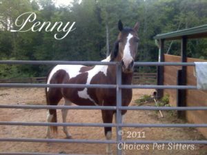 Pet Gallery - Penny