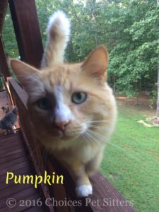 Pet Gallery - Pumpkin