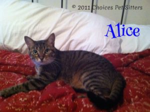 Pet Gallery - Alice