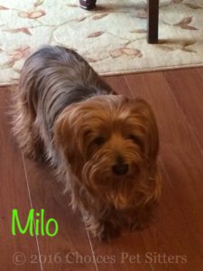 Pet Gallery - Milo