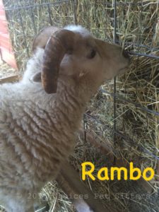 Pet Gallery - Rambo