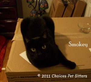 The Pet Gallery - Smokey