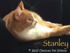 Pet Gallery - Stanley