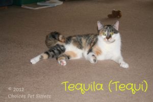 Pet Gallery - Tequila