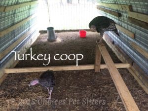 Pet Gallery - Turkey Coop
