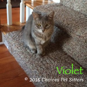 Pet Gallery - Violet