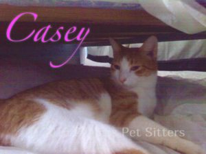 Pet Gallery - Casey
