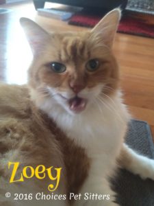 Pet Gallery - Zoey