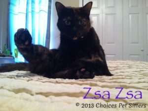 The Pet Gallery - Zsa Zsa