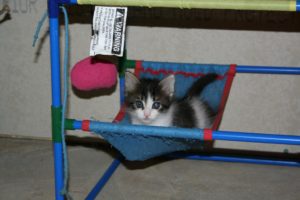 Foster Kitten - Abigail