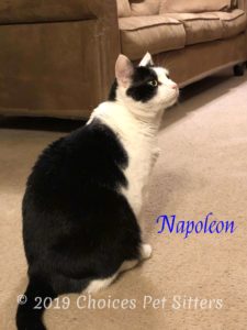 Napoleon #2